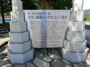 メタセコイア並木02.jpg